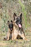 MALINOIS 224